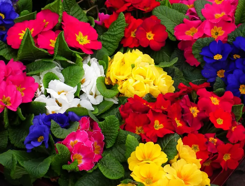 Fiori facili da coltivare in vaso - Quali sono le piante più facili da coltivare fiori facili da coltivare in vaso - Quali sono le piante più facili da coltivare