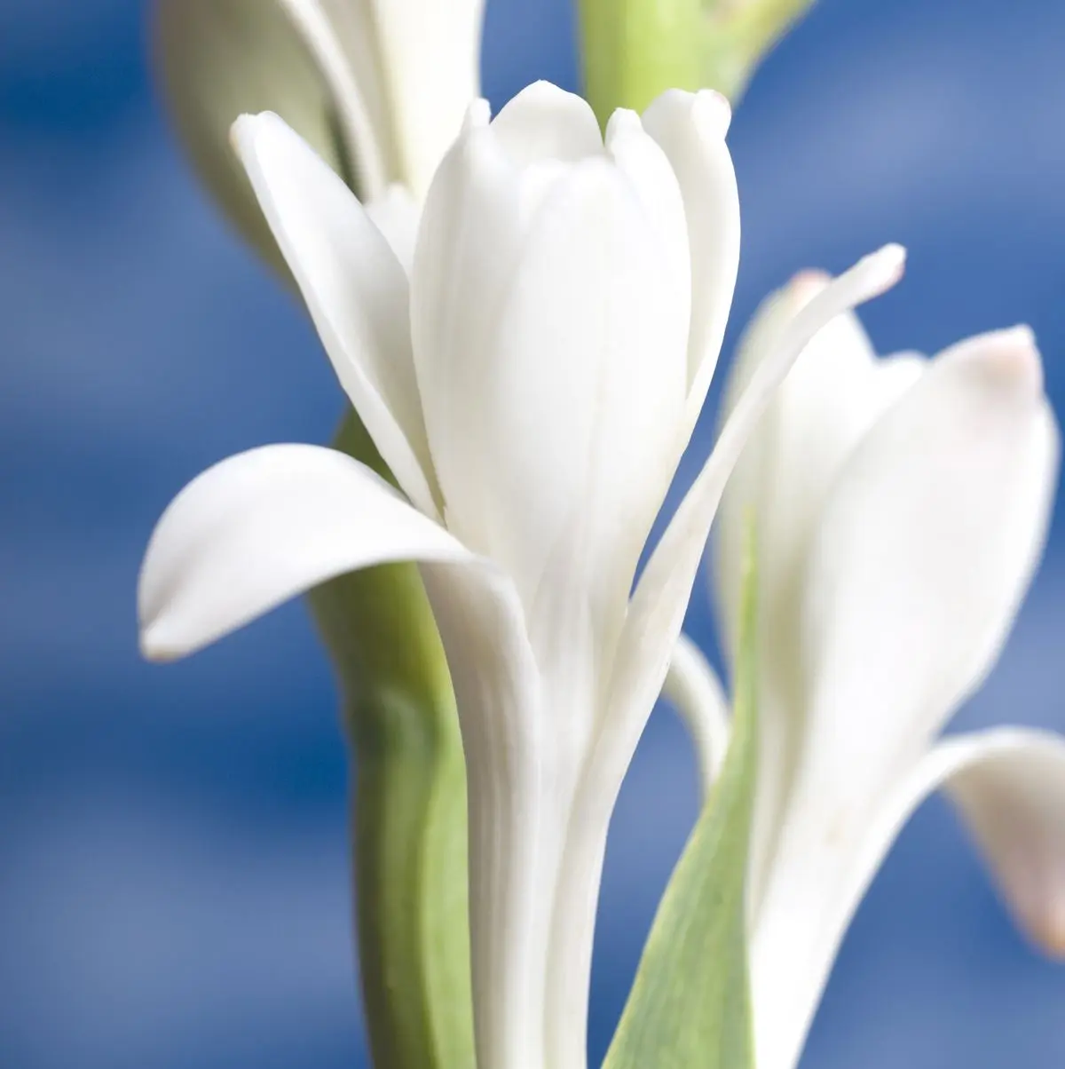 Fiore bianco profumatissimo: scopri le piante più profumate - Quali sono le piante più profumate fiore bianco profumatissimo - Quali sono le piante più profumate