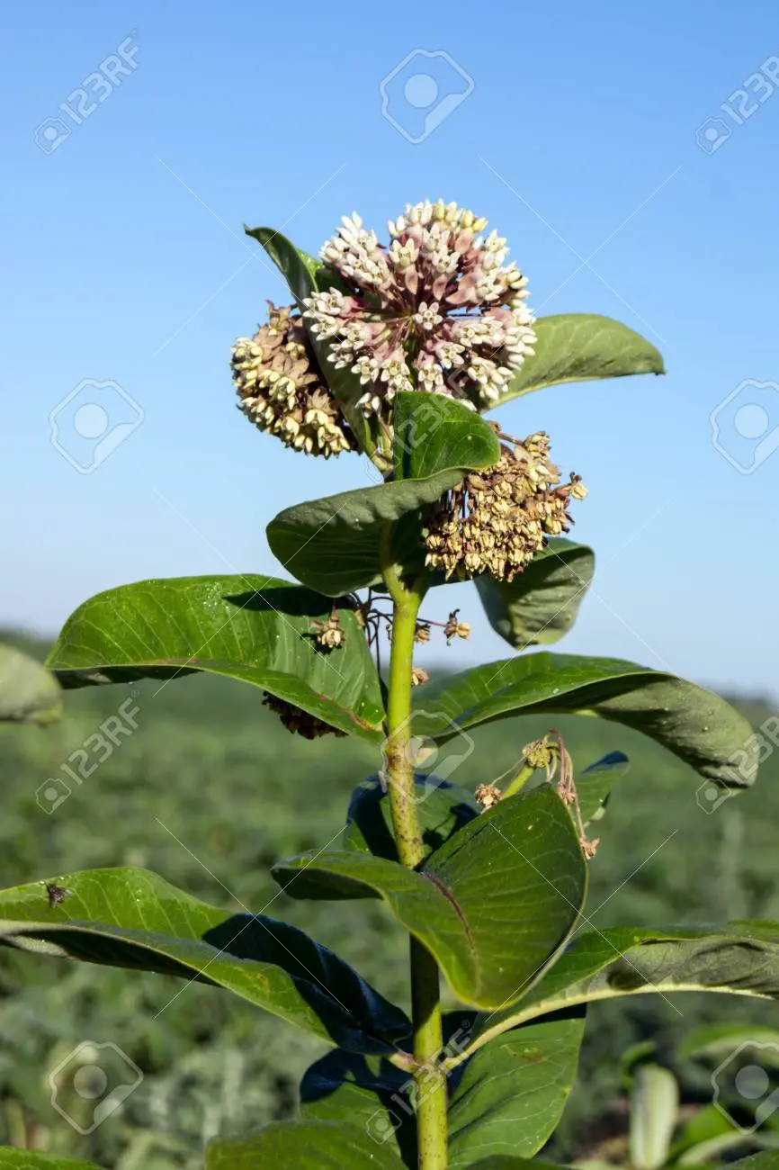 fiore d'anatra velenoso - Quali sono le piante più velenose per i cani