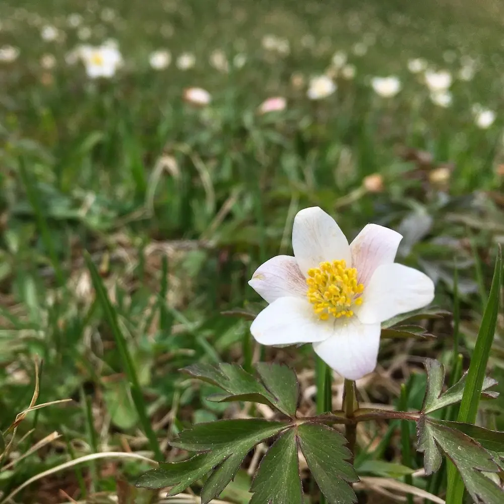 fiore velenoso - Quali sono le piante più velenose