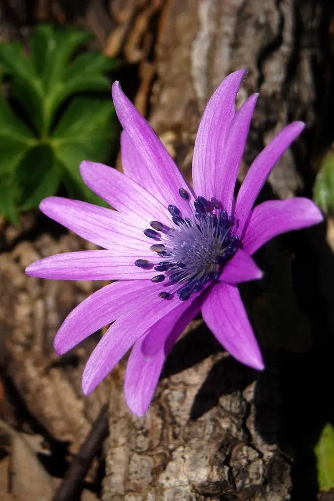 fiori sardegna - Quali sono le piante tipiche della Sardegna