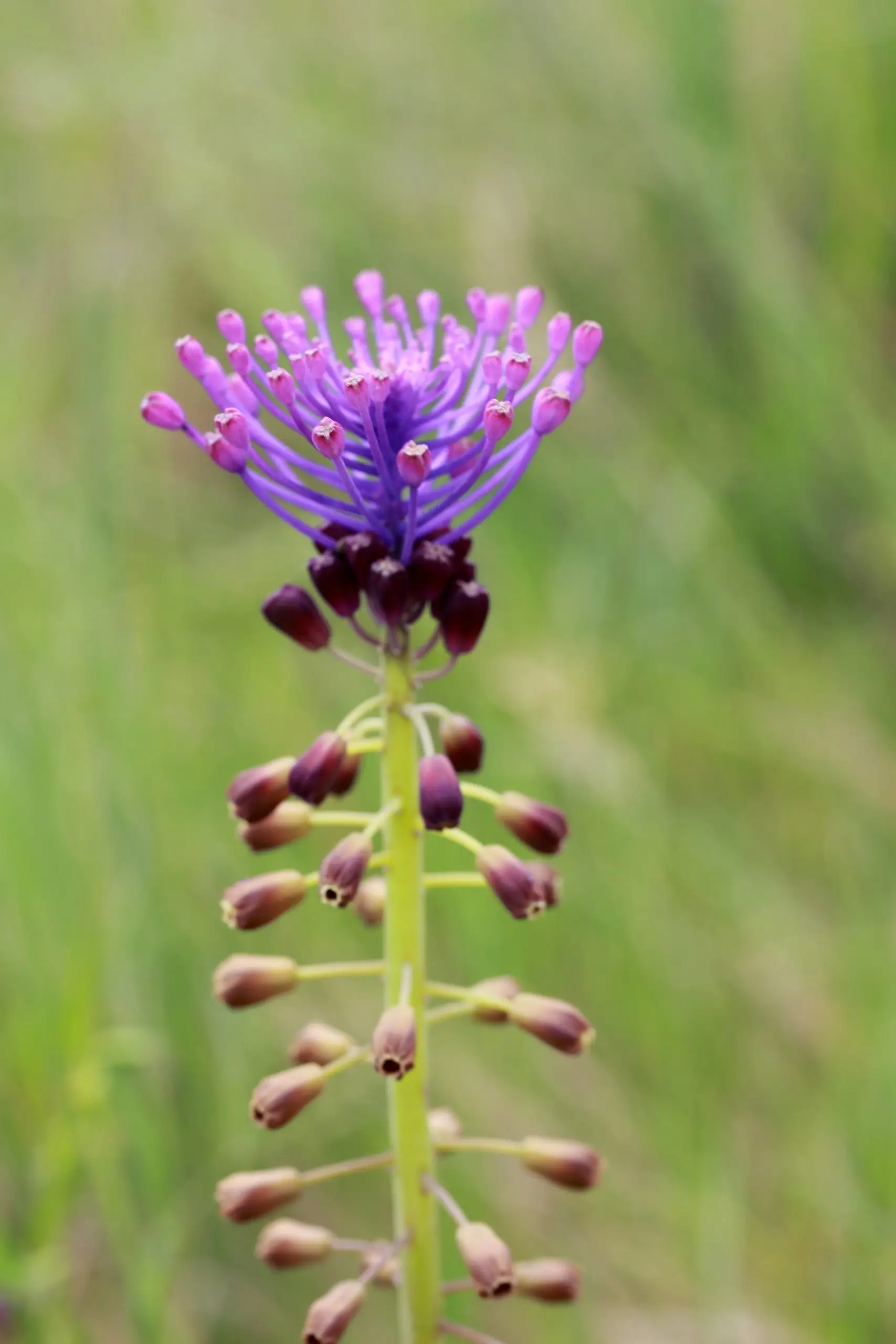 Fiore di Lampascione: Proprietà e Benefici - Quali sono le proprietà dei lampascioni fiore di lampascione - Quali sono le proprietà dei lampascioni