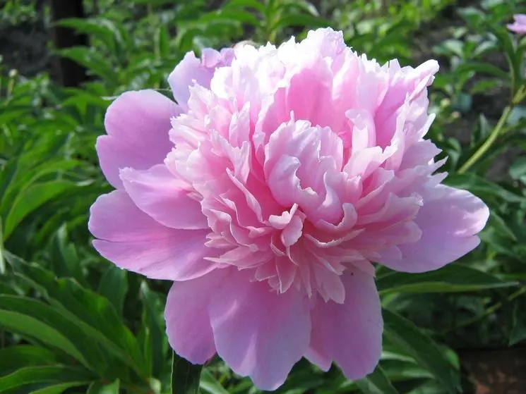 Quali sono le rose antiche - Quali sono le rose antiche fiori di colore rosa - Quali sono le rose antiche