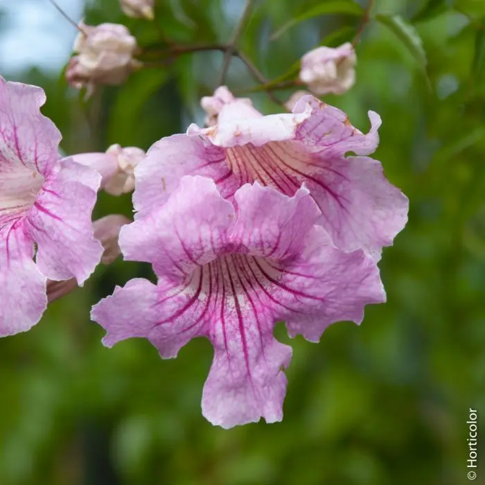 pianta rampicante fiore rosa - Quali sono le rose rampicanti più belle