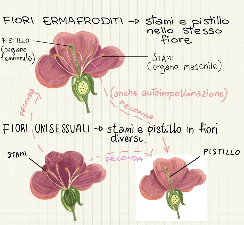 Riproduzione dei fiori: tecniche e processi - Quali sono le tecniche di riproduzione delle piante riproduzione fiori - Quali sono le tecniche di riproduzione delle piante
