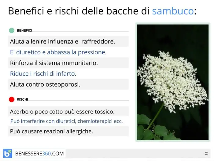 fiori di sambuco proprietà - Quali vitamine contiene il sambuco