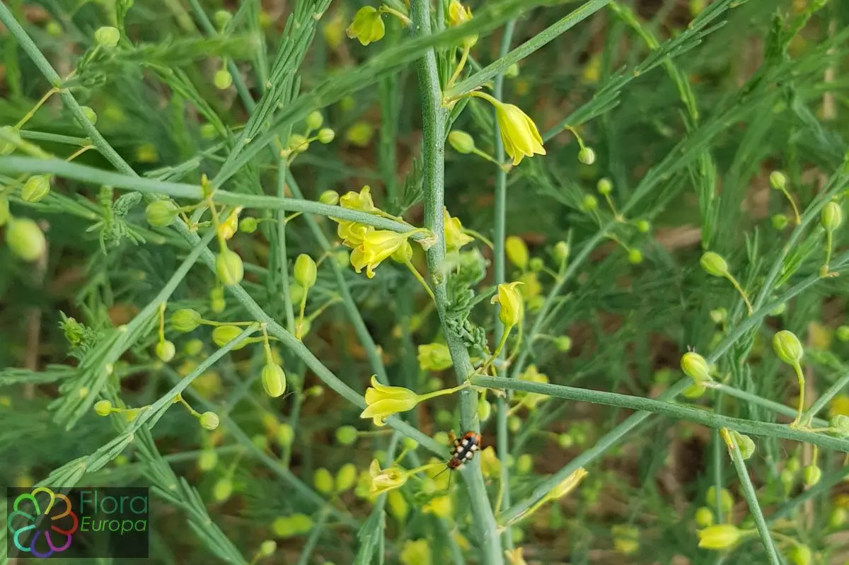 fiore asparago - Quando annaffiare Asparagus