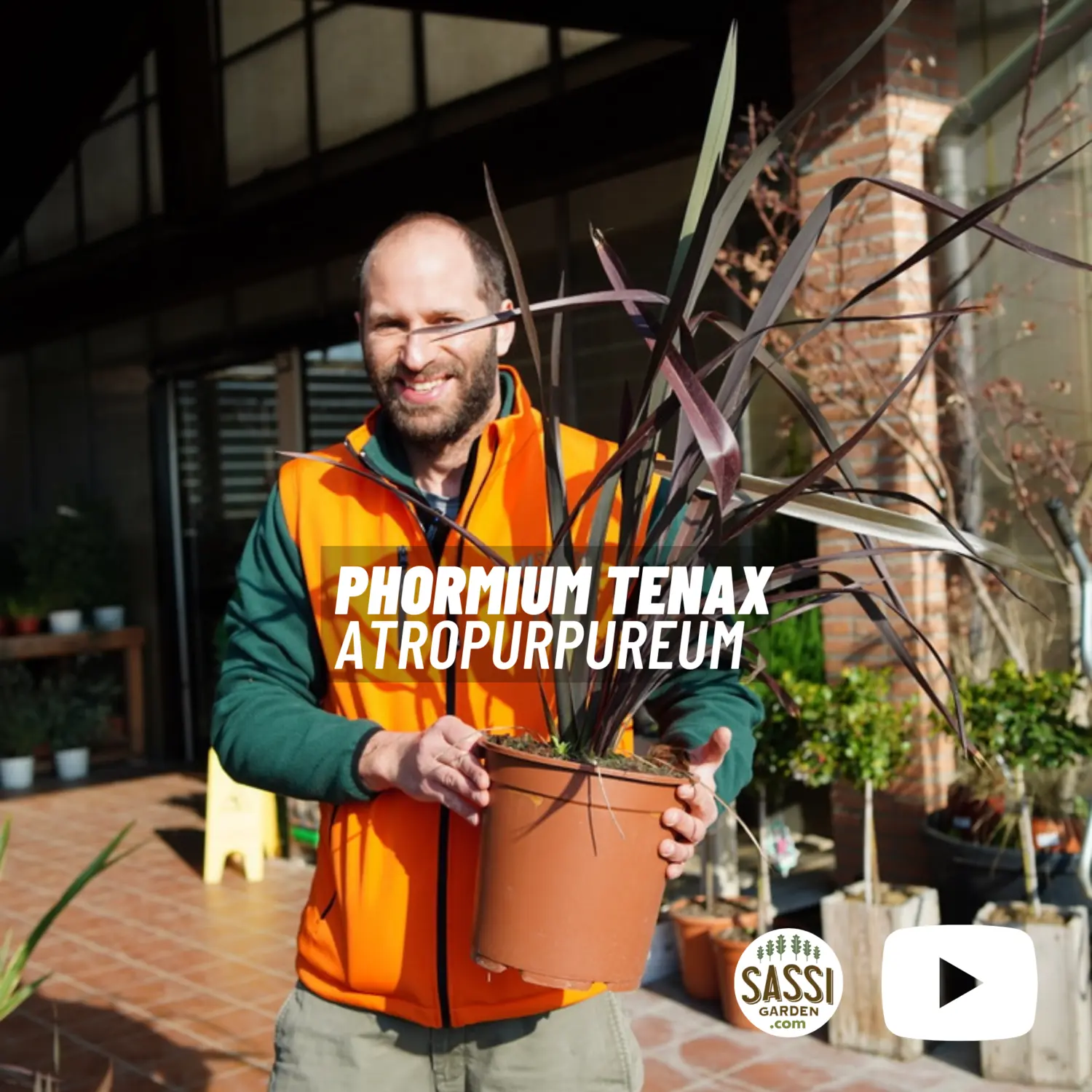 Phormium Fiore: Una guida completa alla coltivazione e cura - Quando annaffiare Phormium phormium fiore - Quando annaffiare Phormium