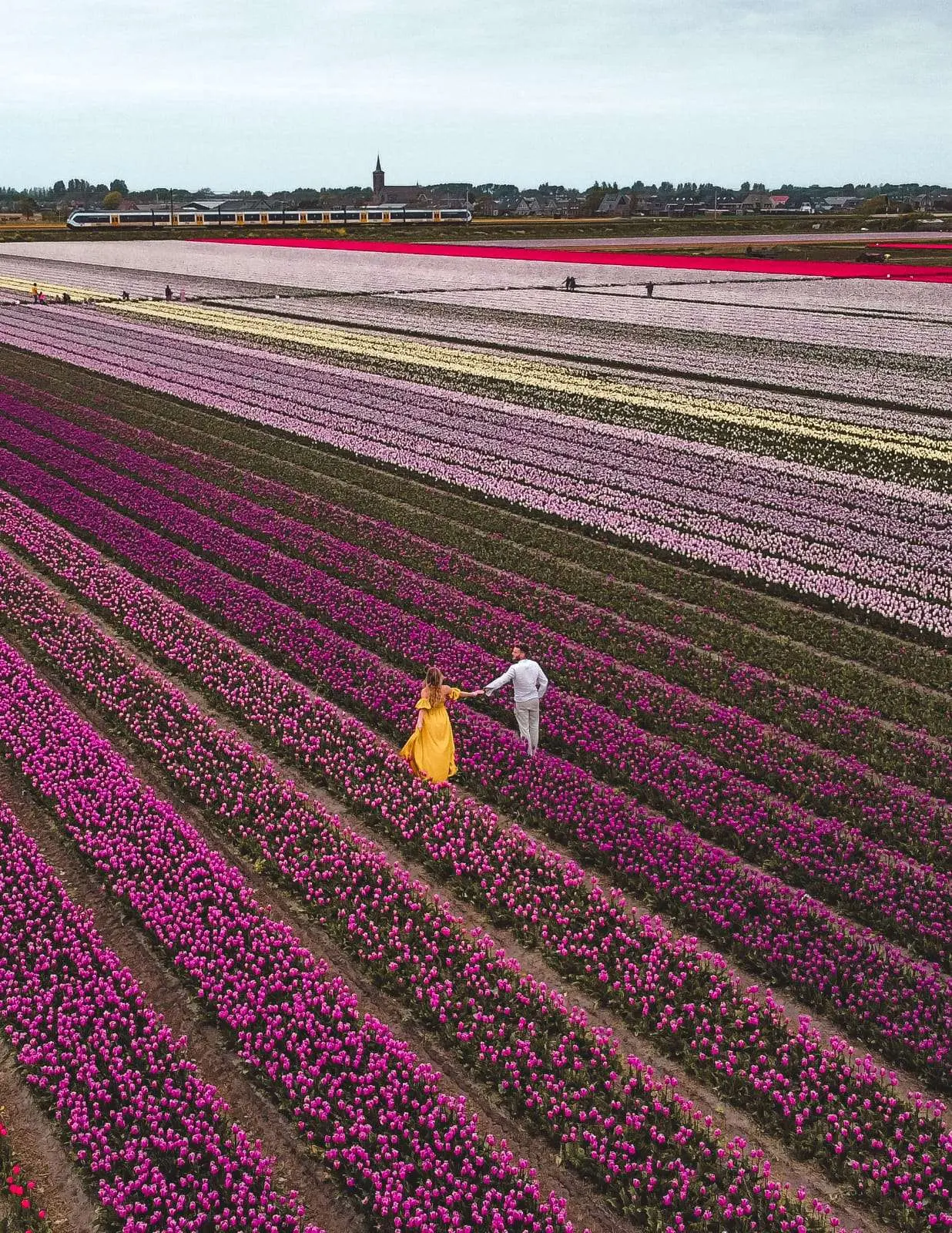 campi di fiori in olanda - Quando apre Keukenhof 2023