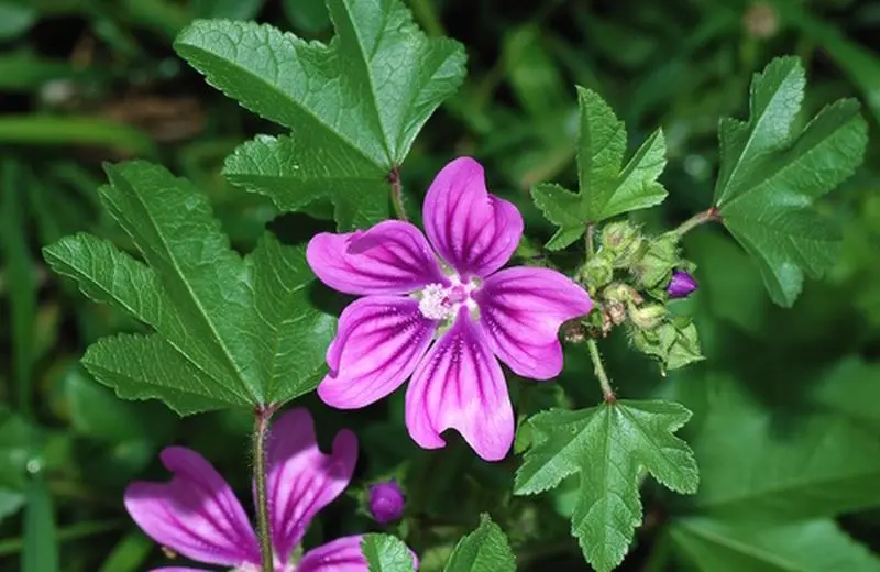 Fiori di Malva Proprietà: Benefici e Utilizzi - Quando bere la tisana di malva fiori di malva proprietà - Quando bere la tisana di malva