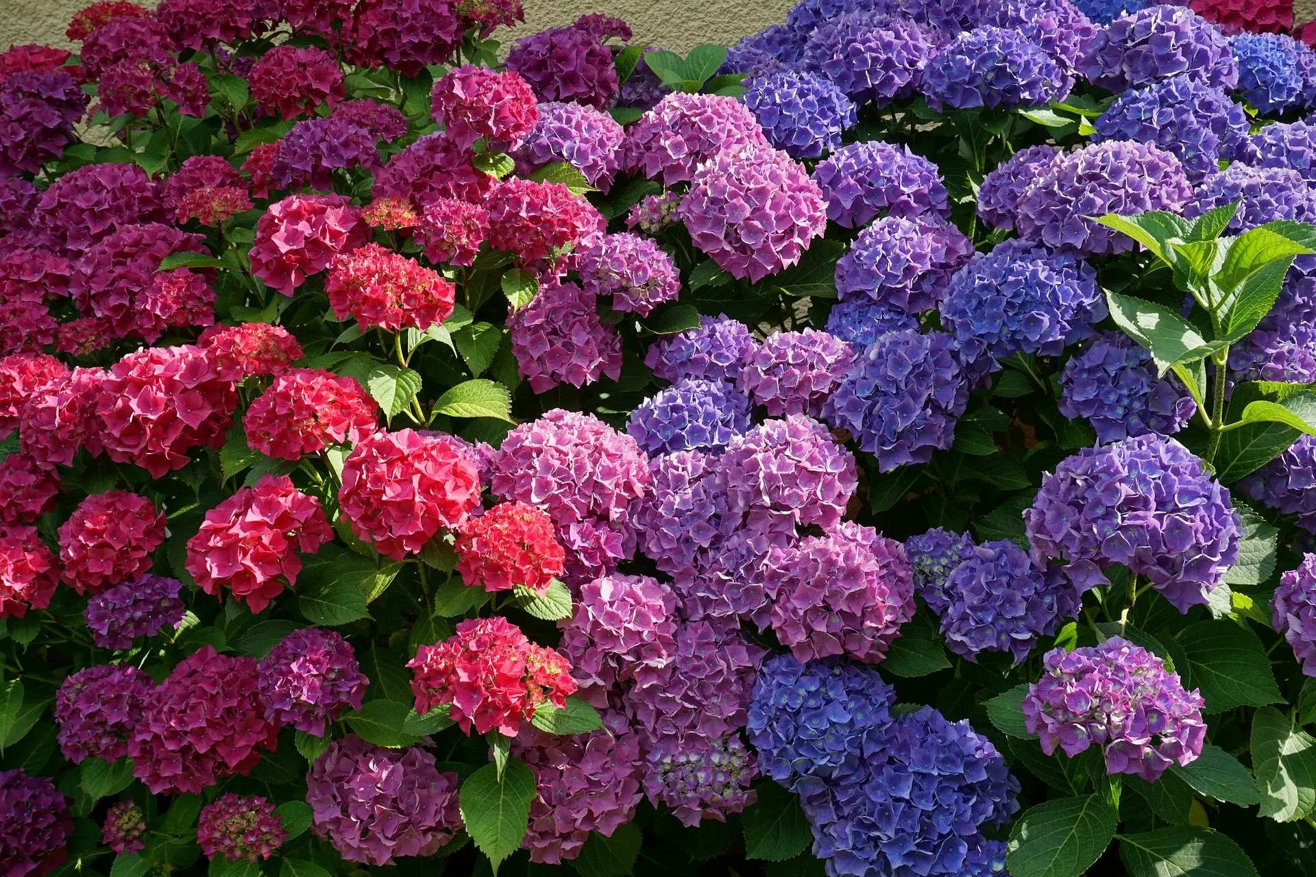Quando fiorisce l'ortensia: una guida completa per gli amanti dei fiori - Quando bisogna innaffiare l ortensia quando fiorisce l'ortensia - Quando bisogna innaffiare l ortensia