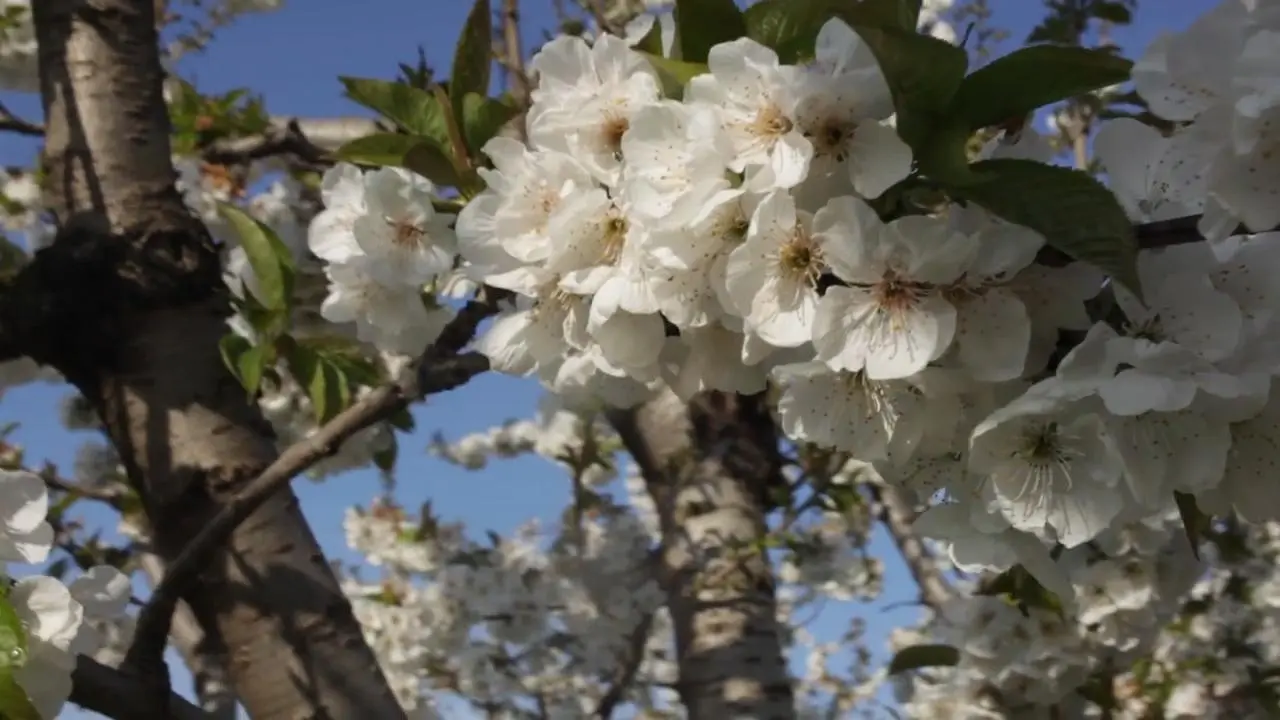 Vignola Ciliegi in Fiore: Un'Esperienza Floreale Indimenticabile - Quando c'è la Festa dei fiori a Vignola vignola ciliegi in fiore - Quando c'è la Festa dei fiori a Vignola