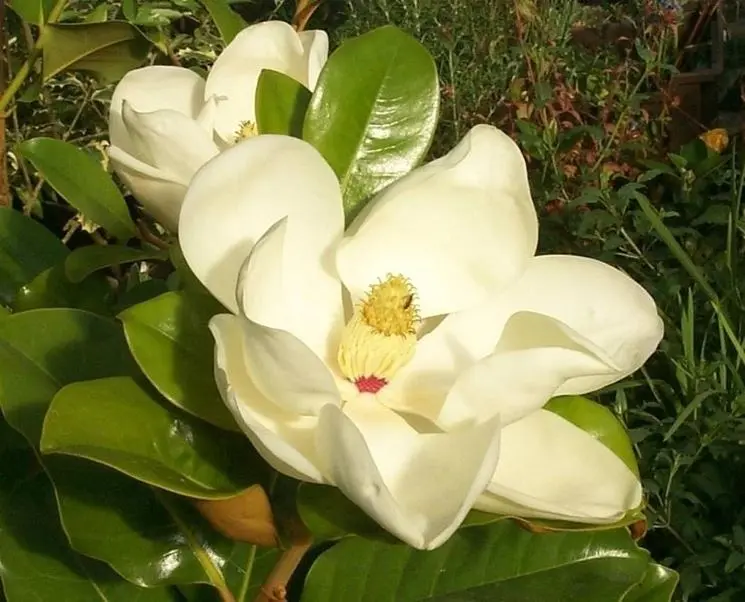 quando fiorisce la magnolia - Quando cadono le foglie della magnolia