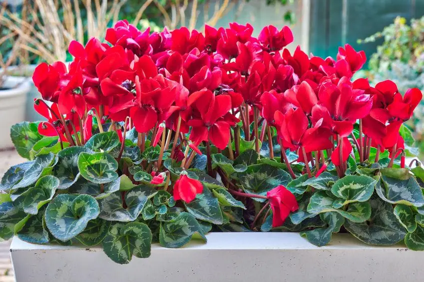 Quando fioriscono i ciclamini - Quando cominciano a fiorire i ciclamini quando fioriscono i ciclamini - Quando cominciano a fiorire i ciclamini