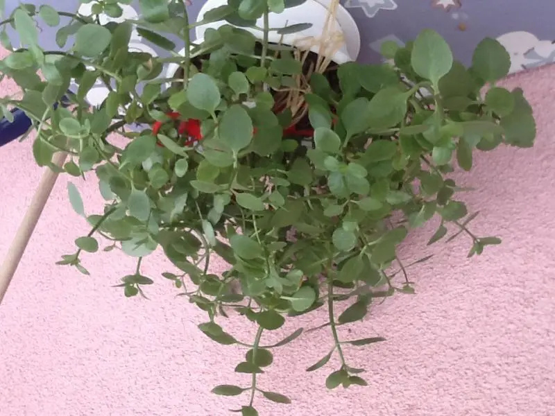 Kalanchoe non fiorisce: cause e soluzioni - Quando e come potare la kalanchoe kalanchoe non fiorisce - Quando e come potare la kalanchoe