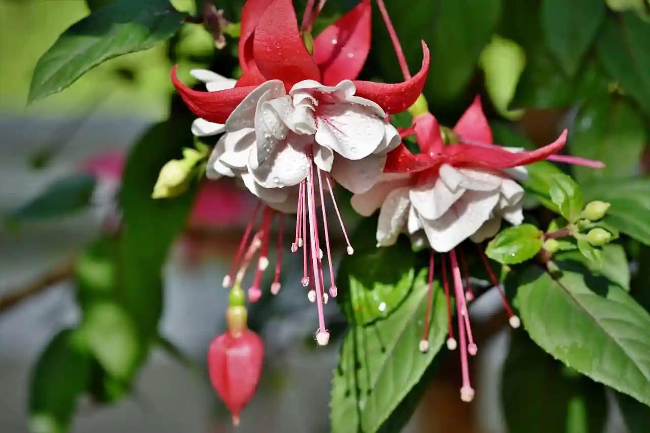 Fiori Jingle Bells: Il Regalo Perfetto per il Natale - Quando è stata creata la canzone Jingle Bells fiori jingle bells - Quando è stata creata la canzone Jingle Bells