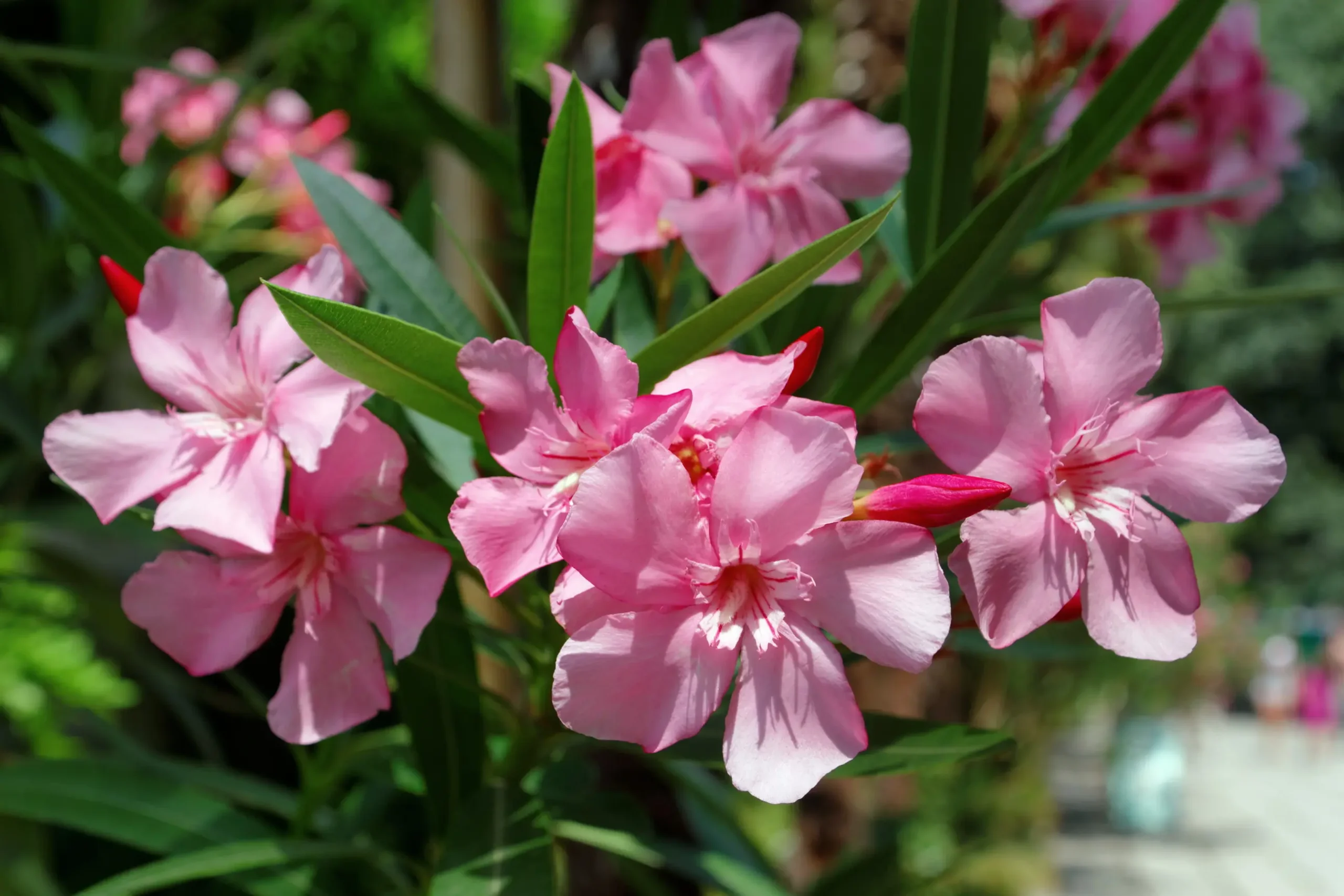 Fiori di Oleandro: Un'Introduzione alla Pianta e ai suoi Effetti Tossici - Quando è velenoso L'oleandro fiori di oleandro - Quando è velenoso L'oleandro