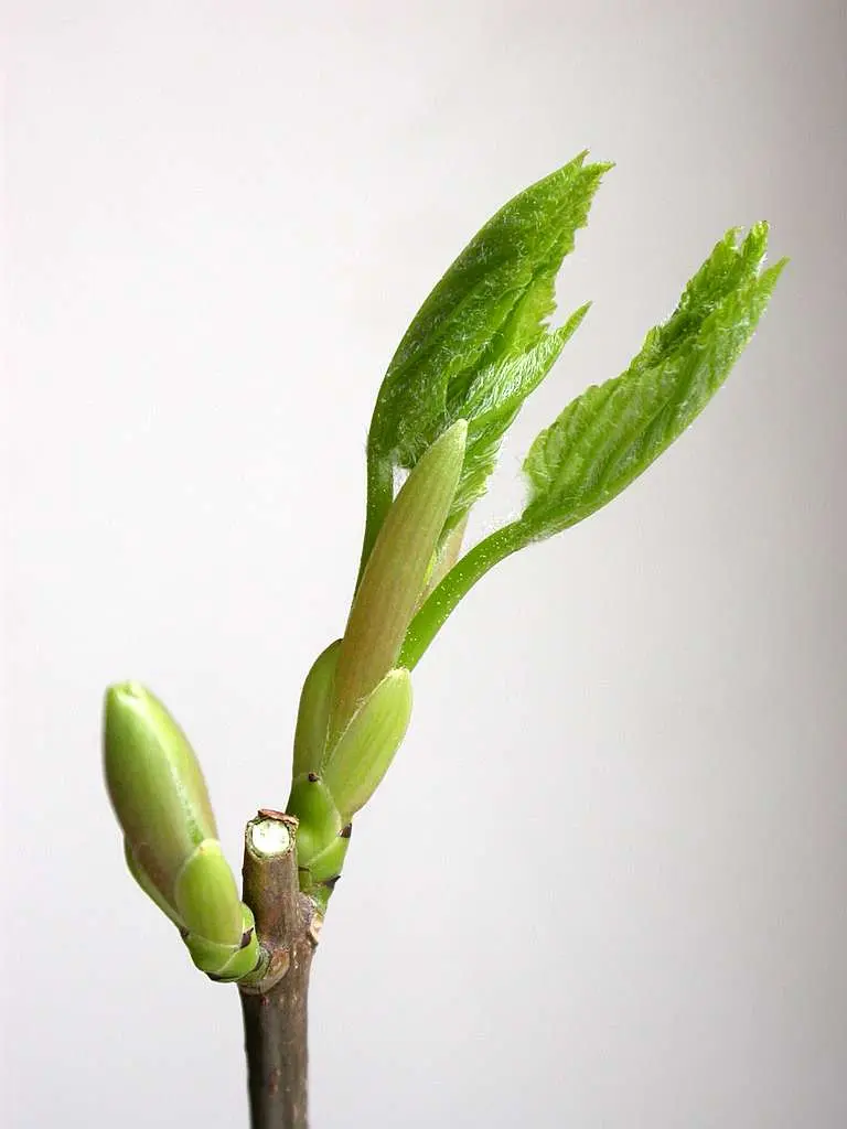 Gemma Fiori: tutto quello che devi sapere sul risveglio della vegetazione in primavera - Quando escono le gemme gemma fiori - Quando escono le gemme