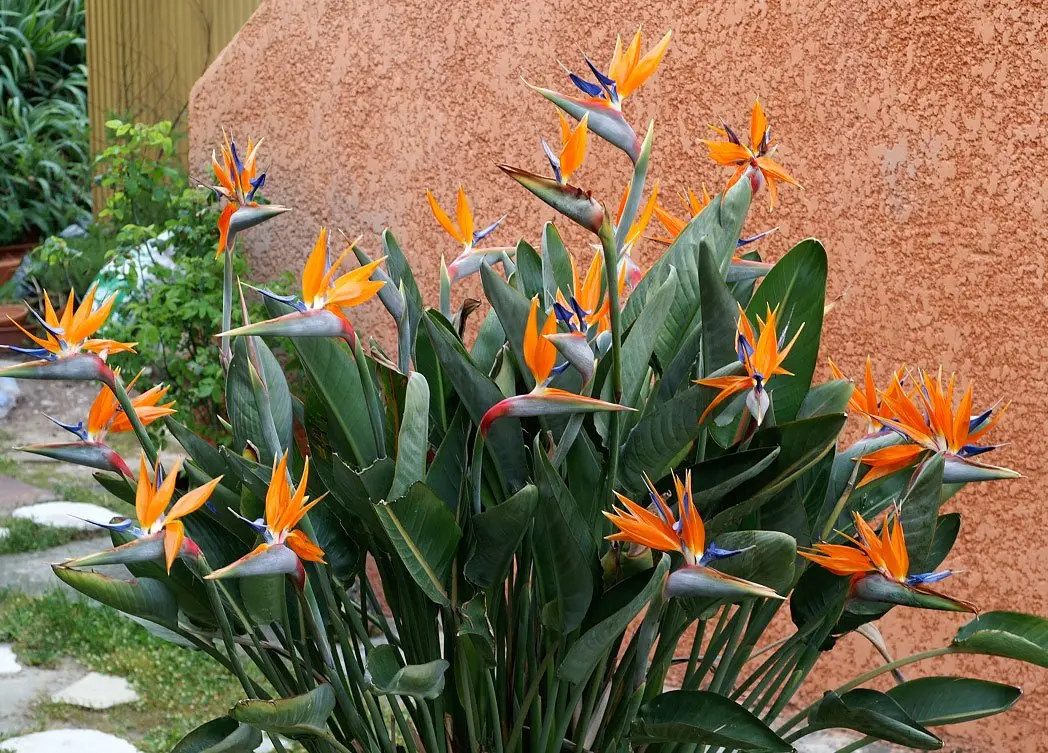 Uccello del Paradiso Fiori: Significati e Simbologie della Strelitzia Nicolai - Quando fa i fiori la sterlizia uccello del paradiso fiori - Quando fa i fiori la sterlizia