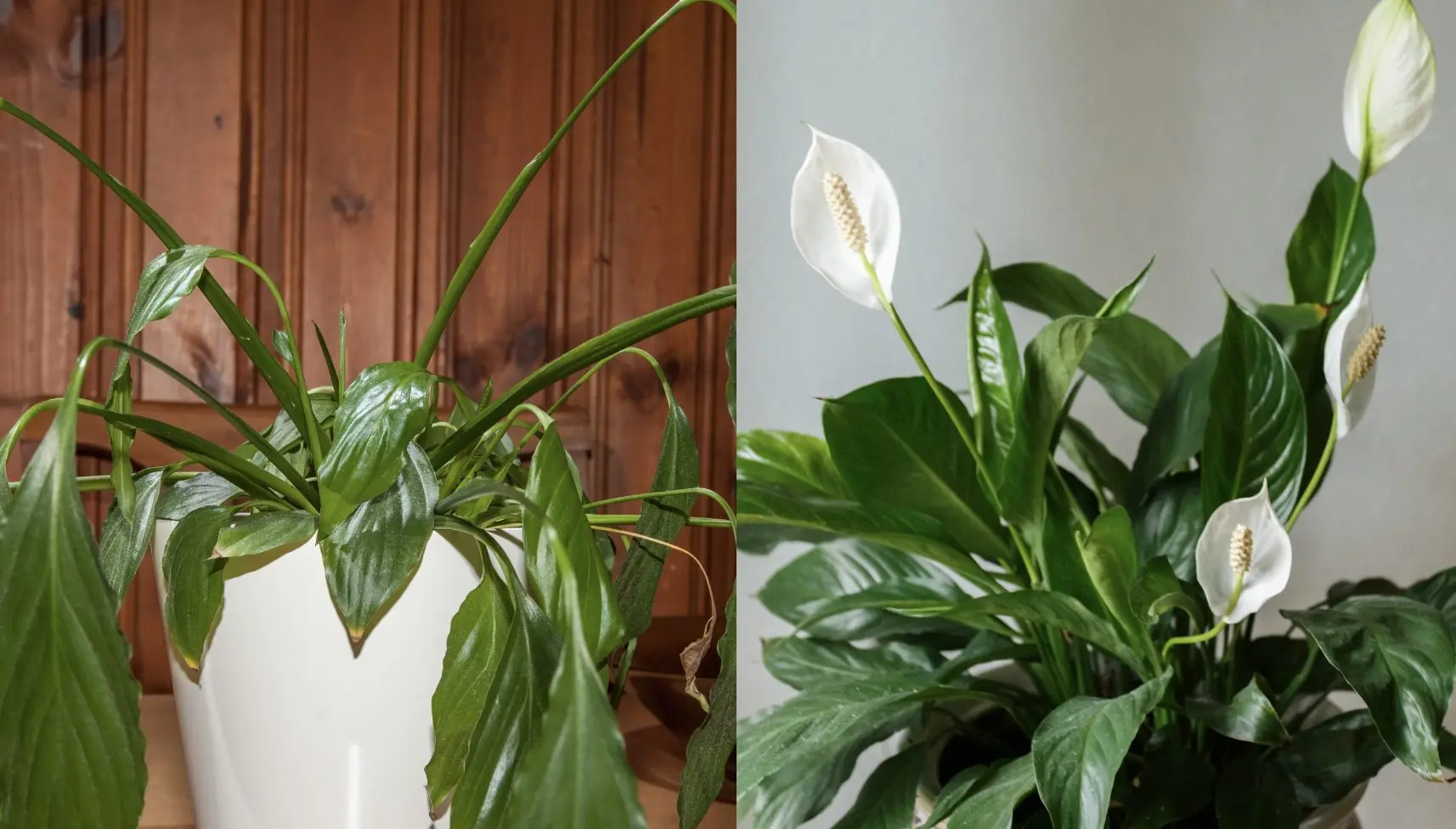 Spatifillo non fiorisce: come farlo sbocciare - Quando fa i fiori lo spatifillo spatifillo non fiorisce - Quando fa i fiori lo spatifillo
