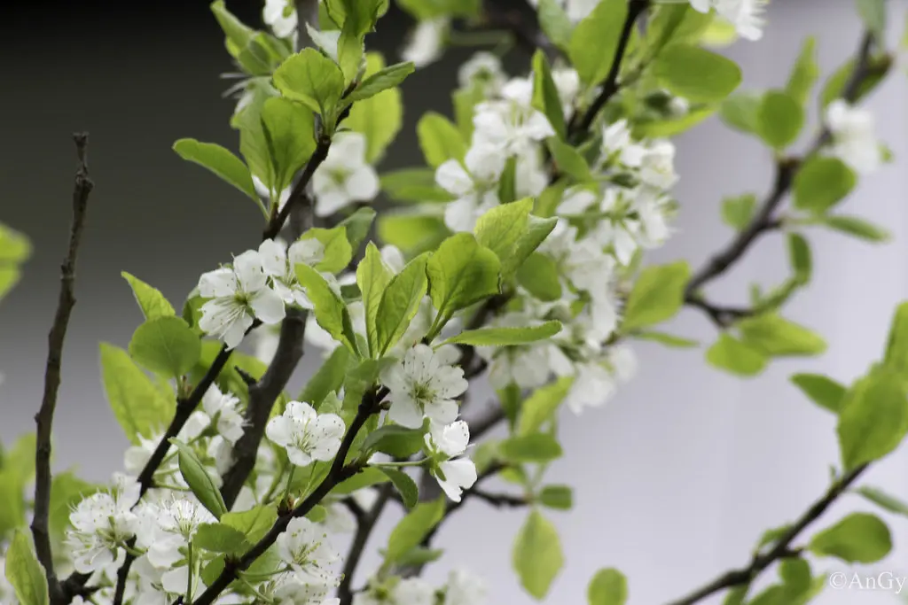 Fiori di Prugna: Una Bellezza Naturale - Quando fa i frutti la prugna fiori prugna - Quando fa i frutti la prugna
