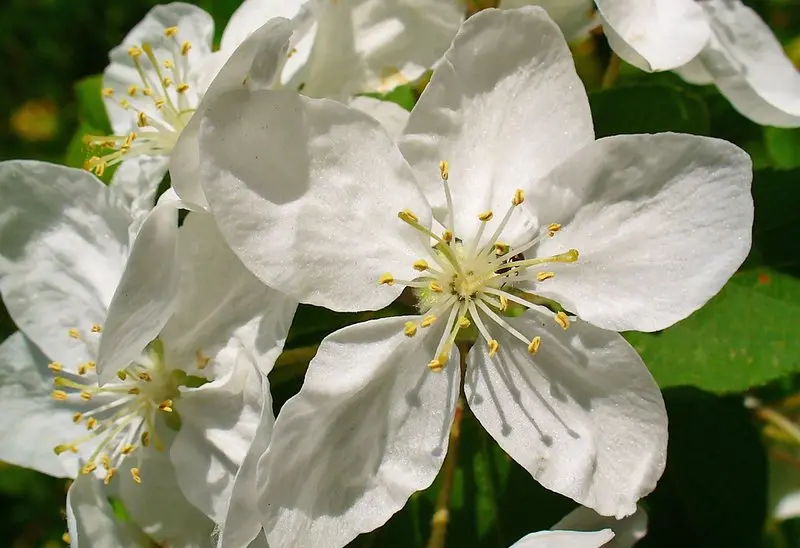 Fiori del melo: tutto quello che devi sapere - Quando fa le foglie Il melo fiori del melo - Quando fa le foglie Il melo