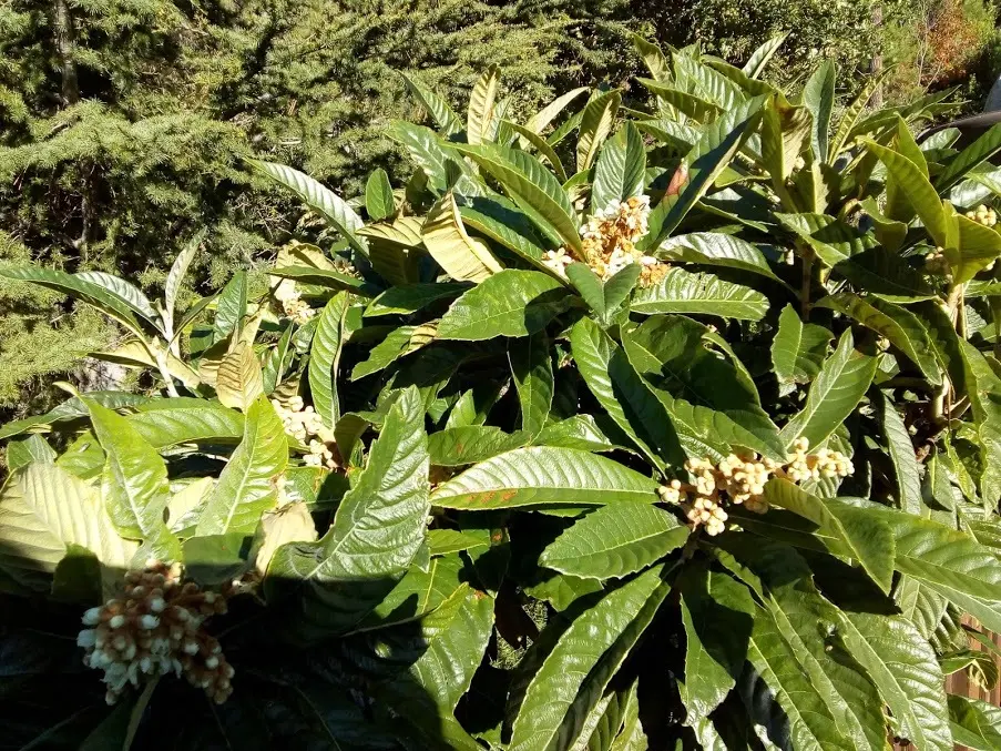 Quando fiorisce il nespolo: un albero ornamentale e fruttifero - Quando fanno i fiori le nespole quando fiorisce il nespolo - Quando fanno i fiori le nespole
