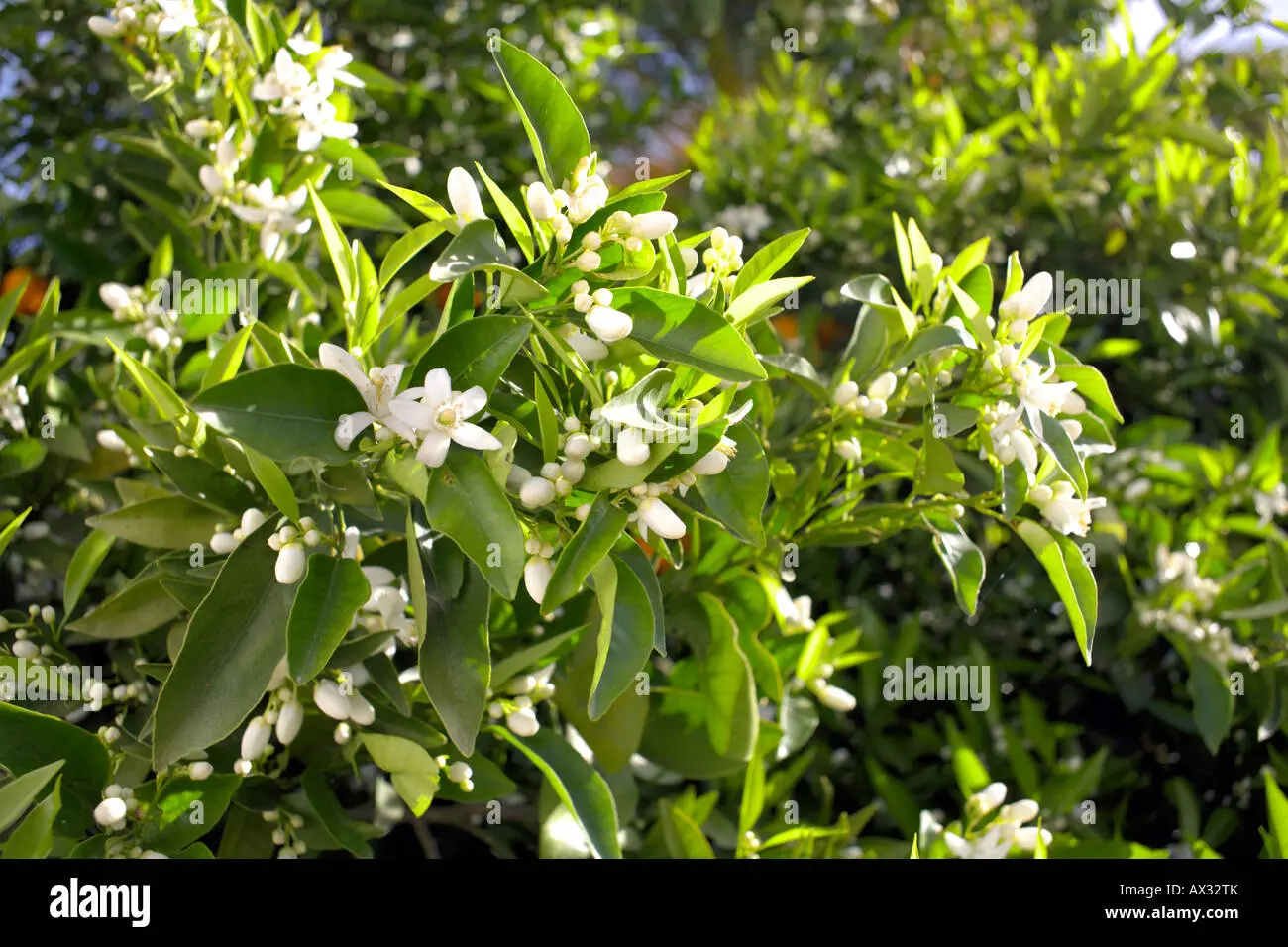 Albero di Arancio in Fiore: Un Simbolo di Bellezza e Prosperità - Quando fanno i frutti le arance albero di arancio in fiore - Quando fanno i frutti le arance