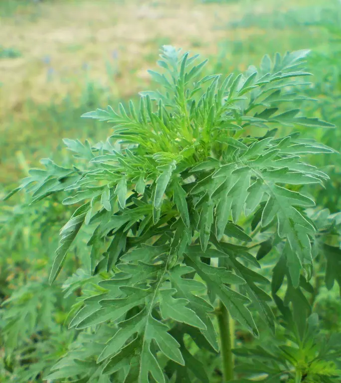 ambrosia fiore - Quando finisce l'allergia all Ambrosia