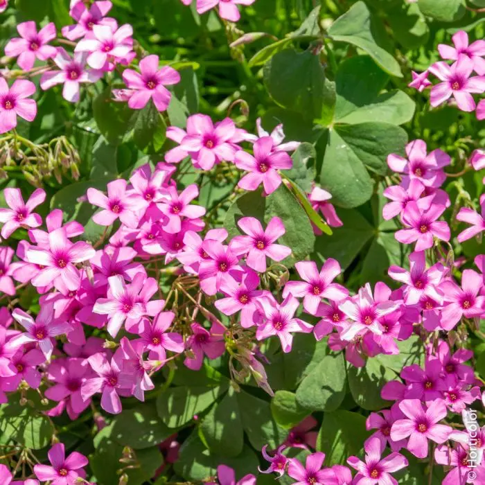 Trifoglio con Fiori Rosa: Una Bellezza Delicata e Afmaravilloso - Quando fiorisce acetosella trifoglio con fiori rosa - Quando fiorisce acetosella