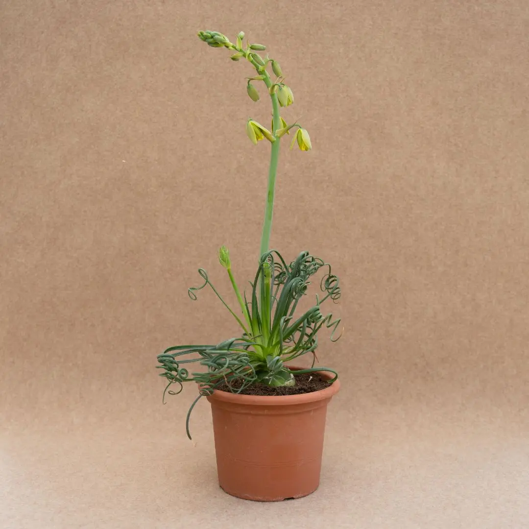 Albuca Spiralis Fiore: Quando Fiorisce e Come Coltivarlo - Quando fiorisce Albuca Spiralis albuca spiralis fiore - Quando fiorisce Albuca Spiralis