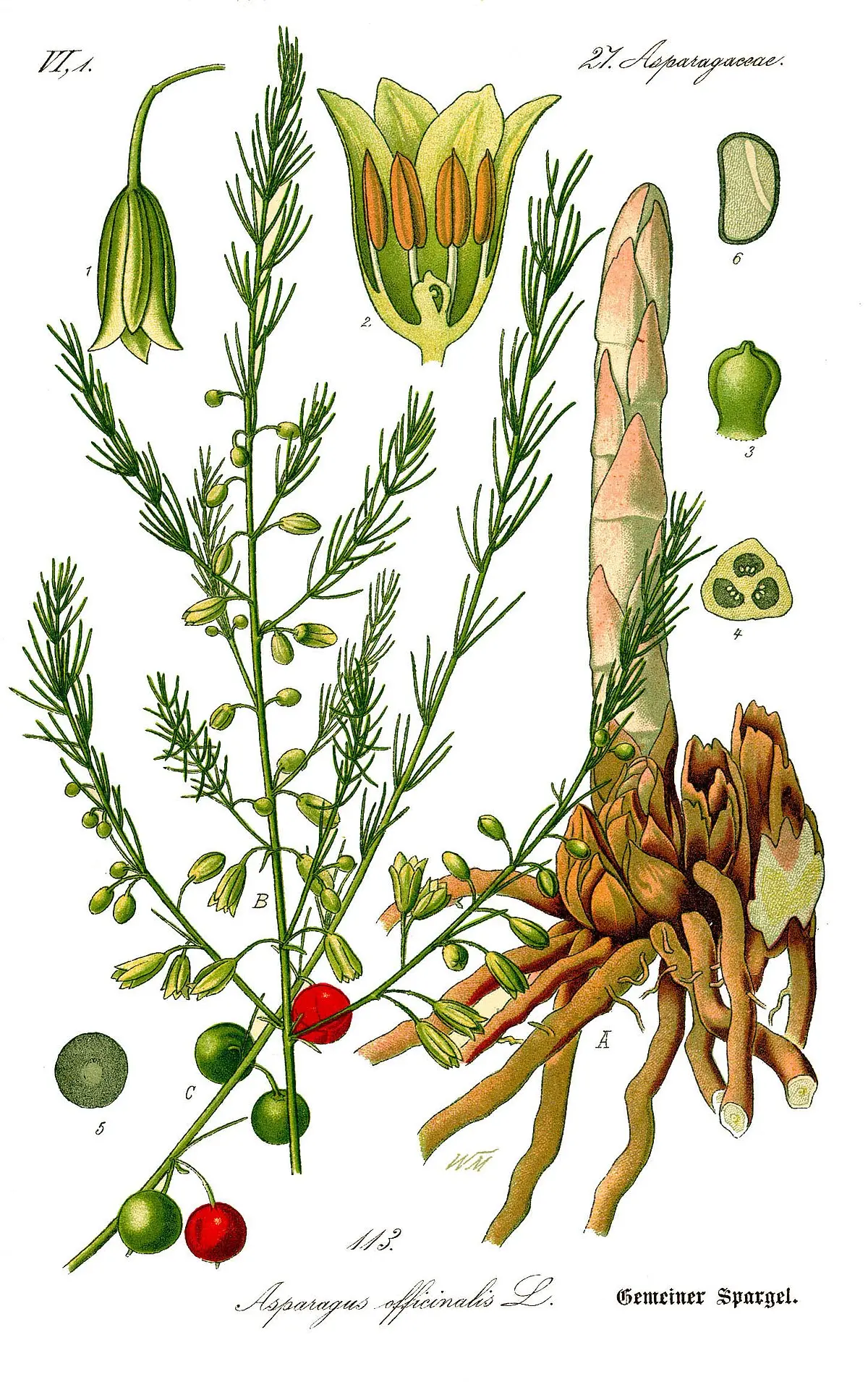 fiore asparago - Quando fiorisce asparago selvatico