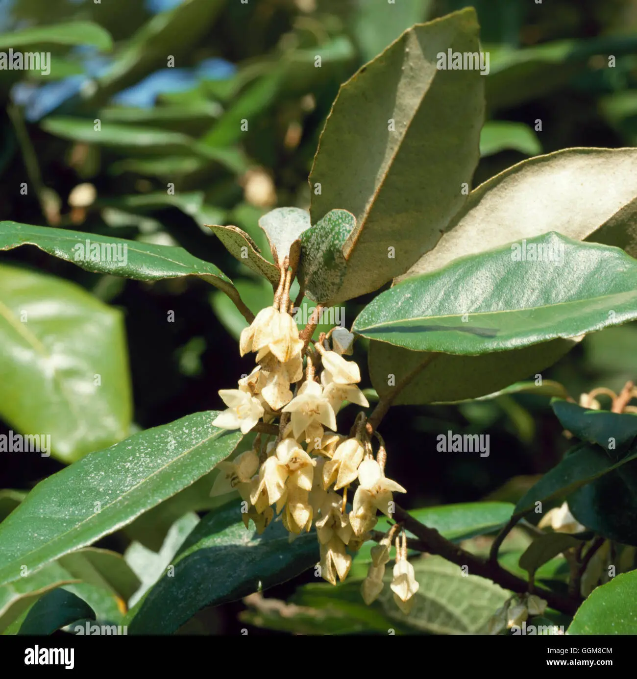 Quando fiorisce Eleagnus: tutto ciò che devi sapere sui fiori Eleagnus ebbingei - Quando fiorisce Eleagnus eleagnus ebbingei fiori - Quando fiorisce Eleagnus