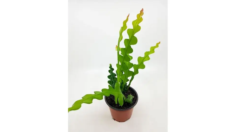 Come far fiorire Epiphyllum Anguliger - Quando fiorisce Epiphyllum Anguliger epiphyllum anguliger fiore - Quando fiorisce Epiphyllum Anguliger