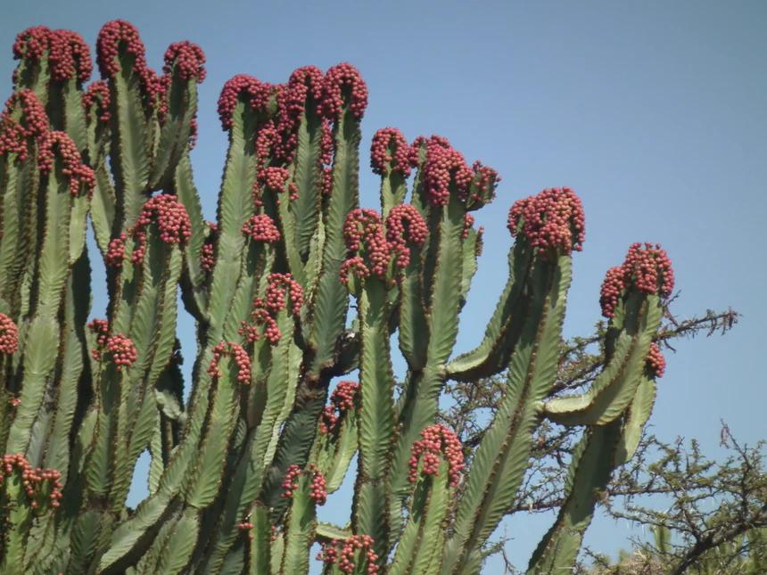 La Euphorbia Eritrea Fiore: Una Pianta Afmaravilloso - Quando fiorisce Euphorbia Eritrea euphorbia eritrea fiore - Quando fiorisce Euphorbia Eritrea