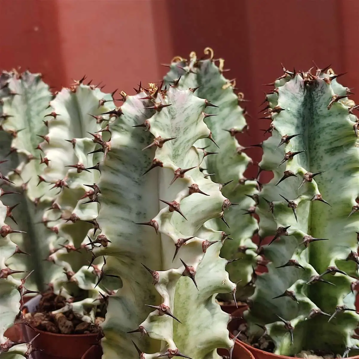 La euphorbia eritrea fiore: coltivazione, cura e riproduzione
