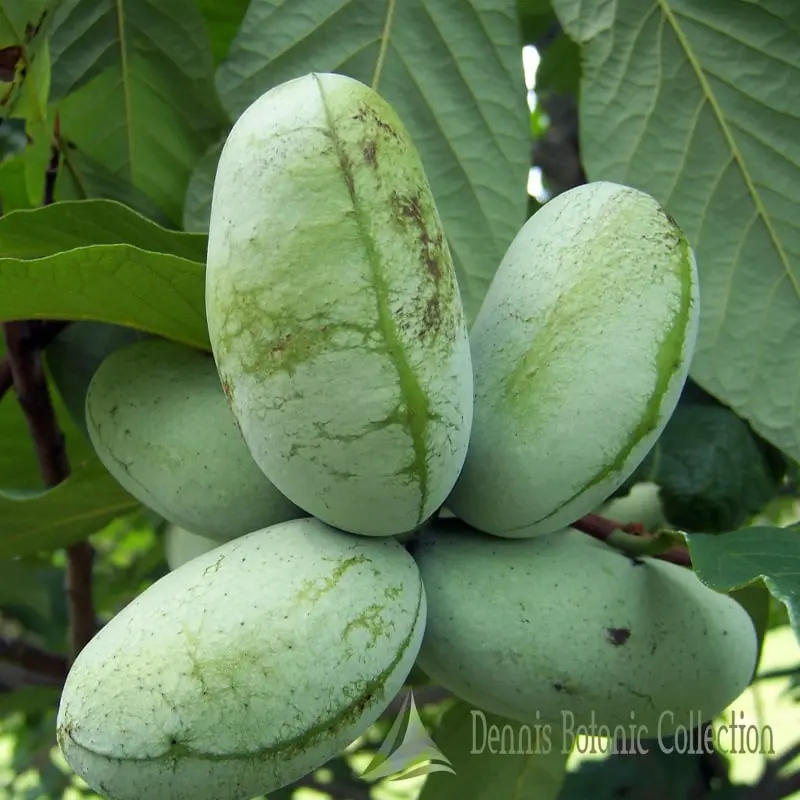 Banano di montagna fiore: caratteristiche e coltivazione