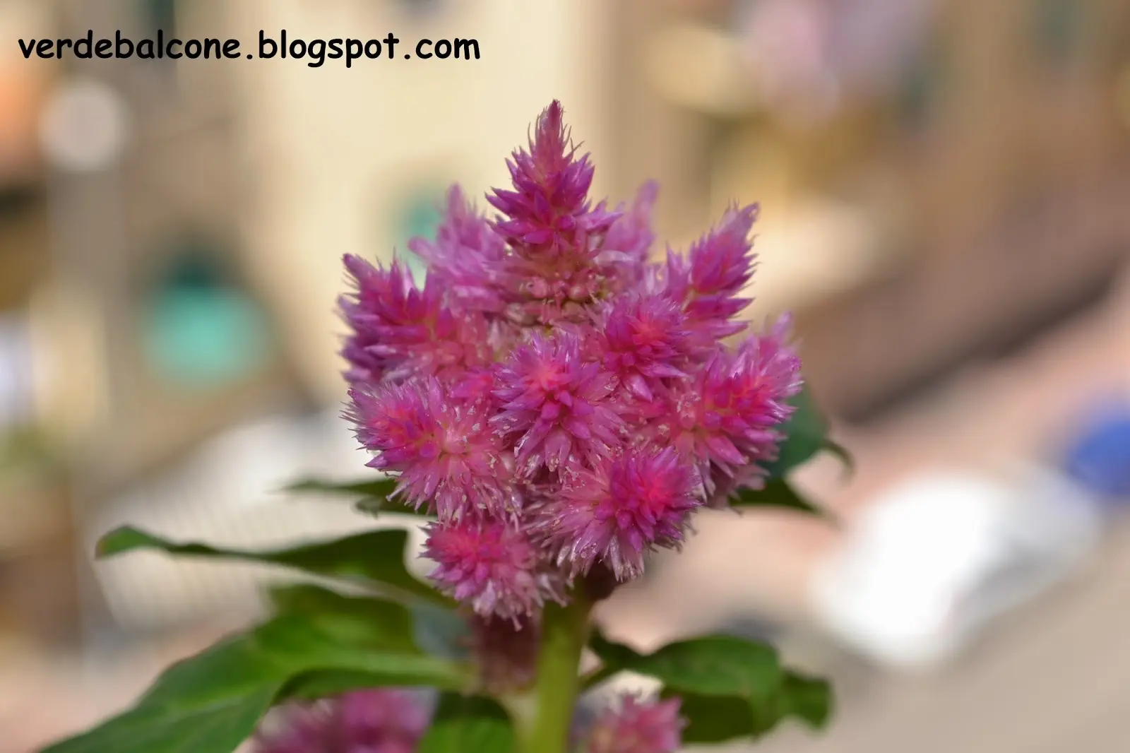 Pianta con fiori a piumino: una bellezza unica per il tuo giardino - Quando fiorisce il Callistemon pianta con fiori a piumino - Quando fiorisce il Callistemon