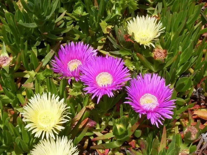 carpobrotus edulis non fiorisce - Quando fiorisce il Carpobrotus
