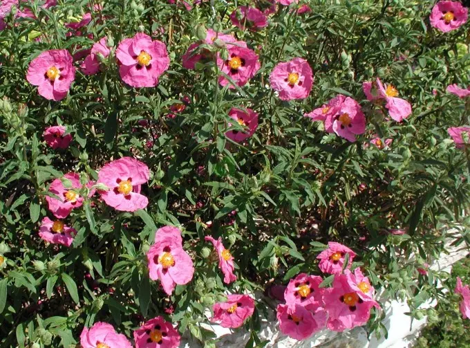 Fiore di Cisto: Un tesoro naturale per la cura della pelle e il benessere - Quando fiorisce il Cistus fiore di cisto - Quando fiorisce il Cistus