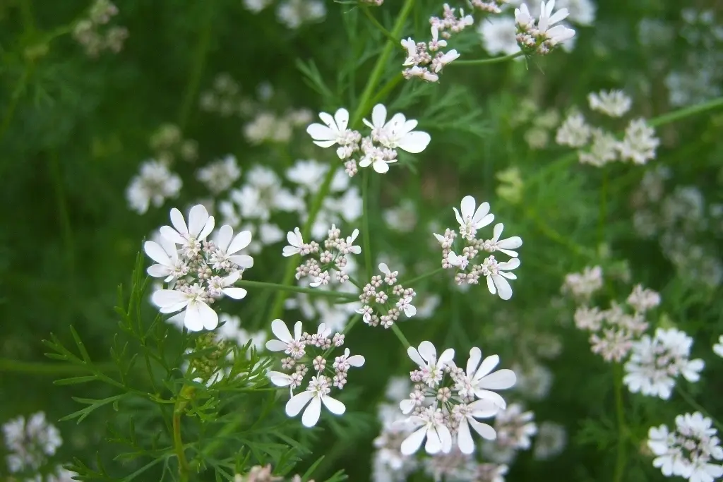 fiori coriandolo - Quando fiorisce il coriandolo