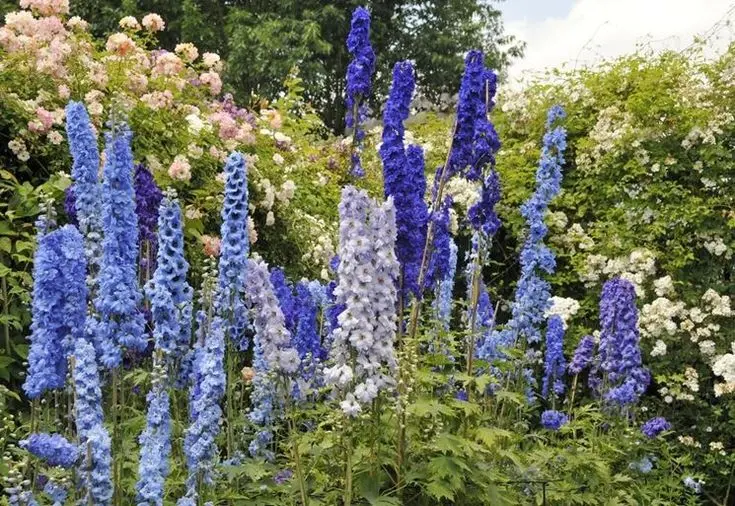 Delphinium Fiore: il significato del fiore dell'amore sincero - Quando fiorisce Il Delphinium delphinium fiore - Quando fiorisce Il Delphinium