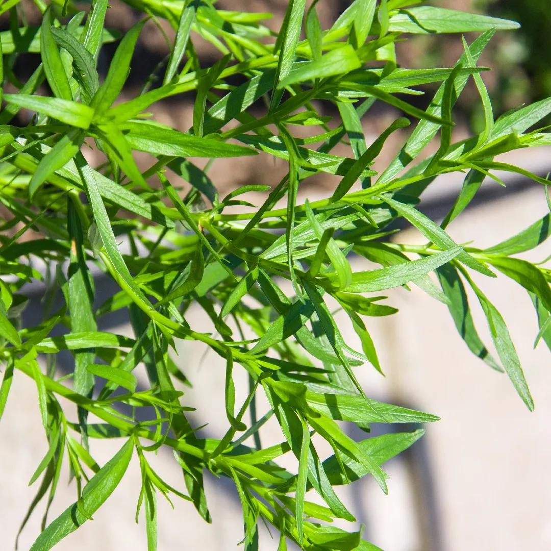 Dragoncello fiore: un'aggiunta aromaticamente deliziosa