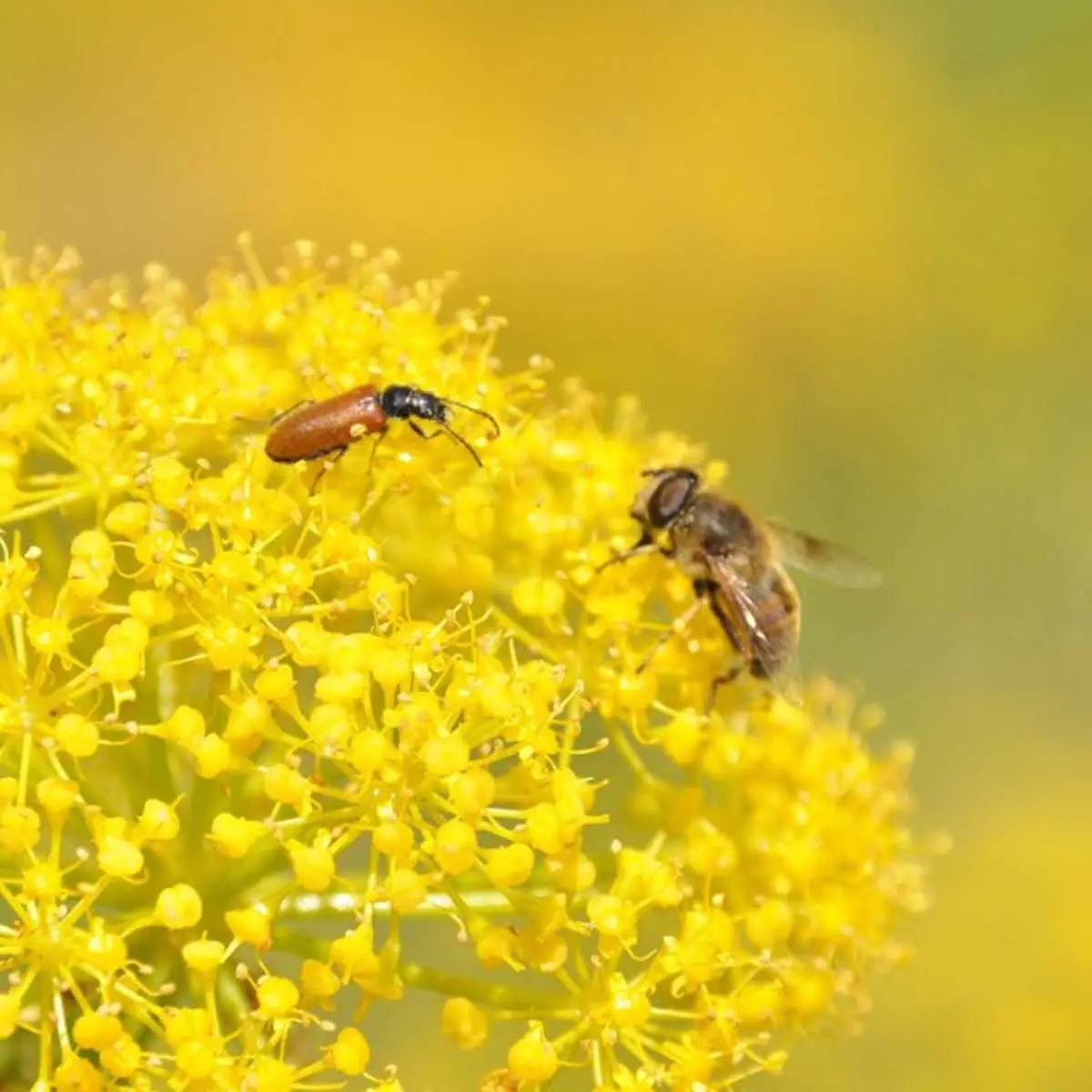 Finocchietto selvatico fiore: pianta aromatica mediterranea