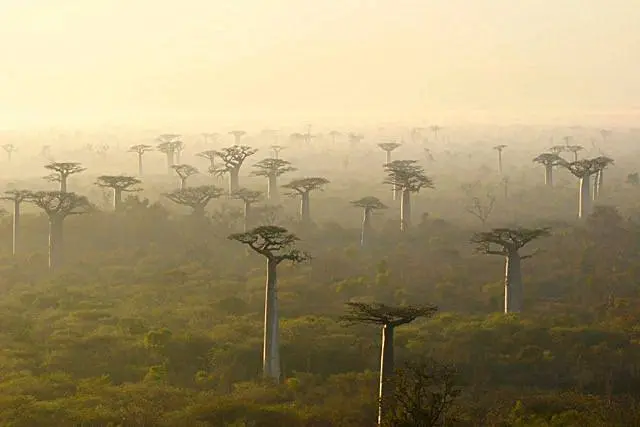 Il Baobab Fiore: Un Simbolo di Potenza e Fertilità - Quando fiorisce il fiore del baobab baobab fiore - Quando fiorisce il fiore del baobab