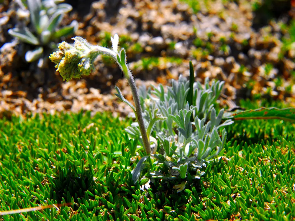 Fiore Genepy: Un'Erba Aromatica Preziosa delle Alpi - Quando fiorisce il genepy fiore genepy - Quando fiorisce il genepy