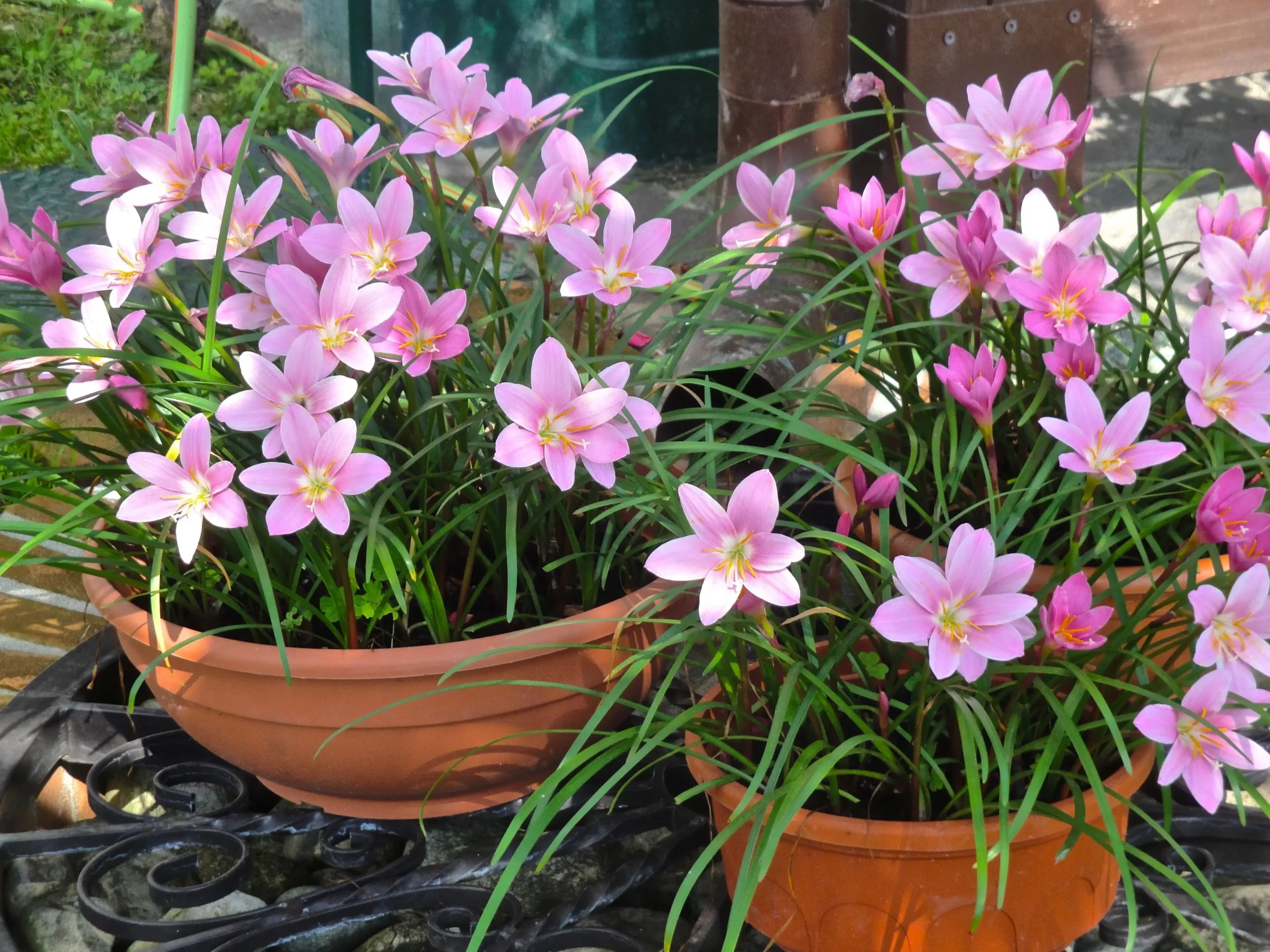 Giglio della pioggia: una pianta afmaravilloso per il tuo giardino - Quando fiorisce il giglio della pioggia fiore della pioggia - Quando fiorisce il giglio della pioggia