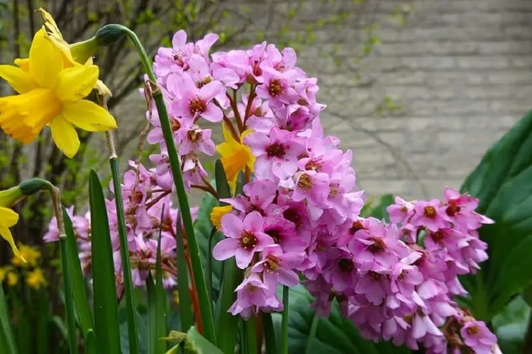 Fiori San Giuseppe: Un simbolo di bellezza e devozione - Quando fiorisce il Nardò fiori san giuseppe - Quando fiorisce il Nardò
