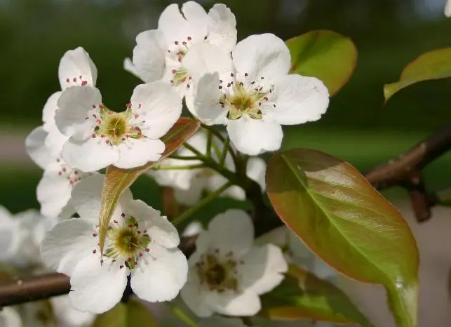 Fior di Pero: Un'oasi di bellezza e profumi floreali - Quando fiorisce il Però da Fiore fior di pero - Quando fiorisce il Però da Fiore