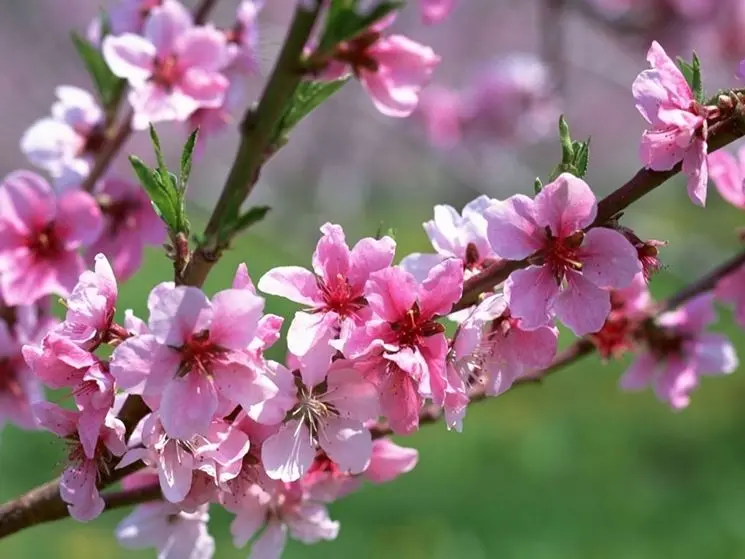 fiori di pruno - Quando fiorisce il pruno